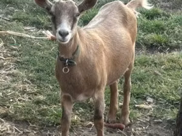 Goat, Saanen goat