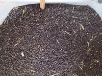 Vind sorgo. mei. raps — Foto 1