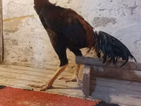 Chickens — الصورة 6