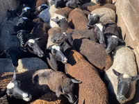 Brebis, Moutons — photo 1