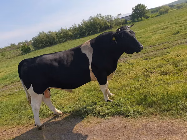 Taureau, Race Holstein