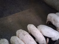 Vier, Porci — foto 3
