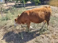 Bulle, Limousin-Kuh — Foto 4