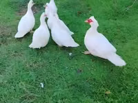 Ducks — 照片 2