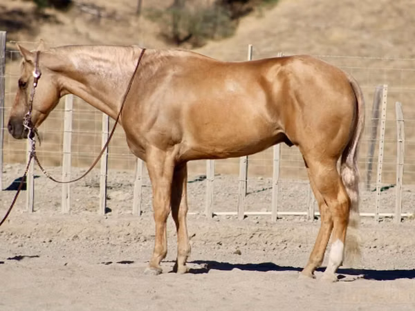 Cal, Quarter Horse