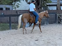 Cheval, Quarter Horse — photo 2