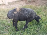 绵羊（批次，未指定性别）, Sheep — 照片 3