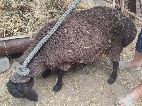 نعجة, Saryarka sheep