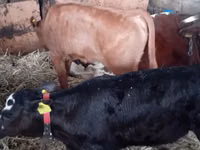 Bovinos (lote, sexo não especificado), Russian Black pied cattle — foto 6