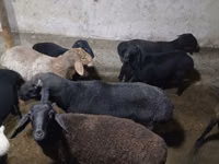 公羊, Sheep — 照片 8