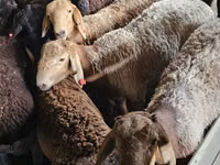 Țap, Boer goat — foto 1