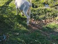Chèvre, Saanen goat — photo 1