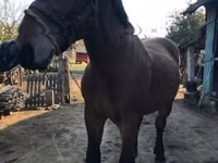 公马, Horses — 照片 4