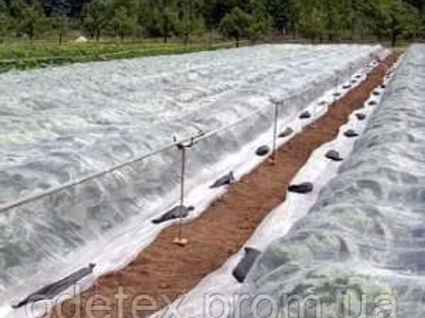 Material protector pentru plante decorative