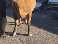 Kuh, Simmental cattle — Foto 1