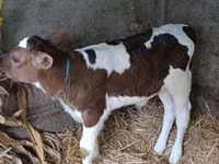 Vacă, Simmental cattle — foto 1