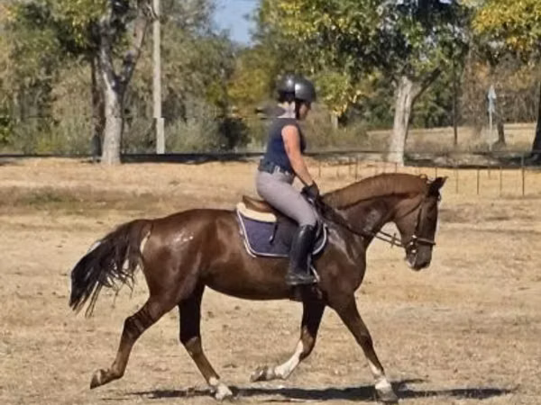 Mare, Hungarian horse breed