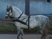 At, Atlar — foto 2