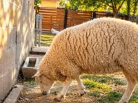 Sheep, British  Milksheep — photo 2