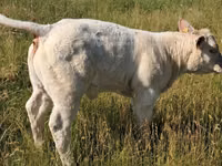 ثور, Charolais cattle — الصورة 7