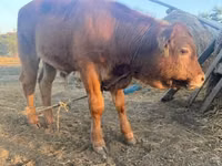 ثور, بقرة ليموزين — الصورة 2