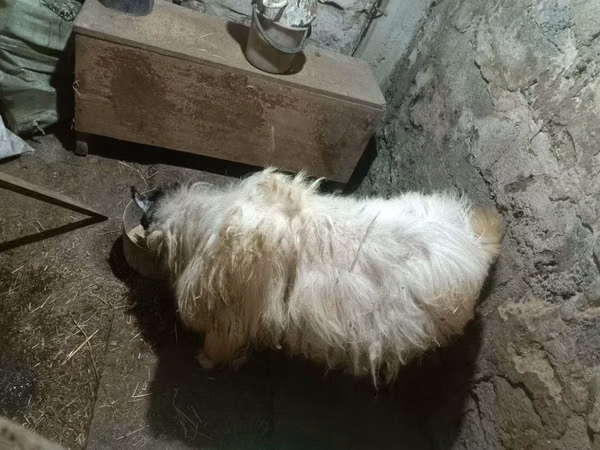Țap, Capre