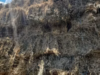 Lucernă buna — photo 3