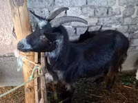 Goat, Goats — photo 2