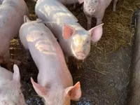 母猪, Pigs — 照片 1