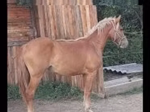 Бээ, Хафлингер же Гафлингер