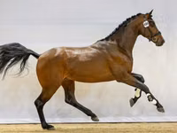 Toychoq, Manipuri pony — 7-rasm