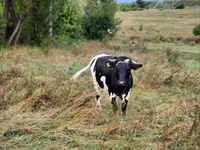 Vaca, Russian Black pied cattle — foto 3