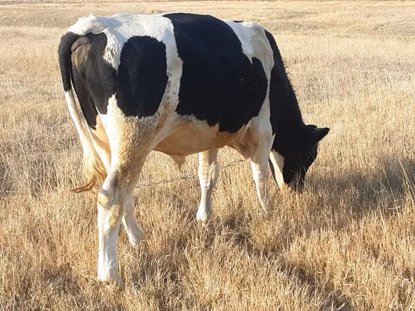 Bou, Russian Black pied cattle