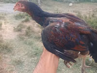 Chickens — 3-rasm