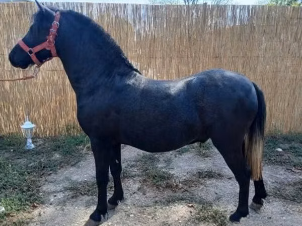 公马, Horses