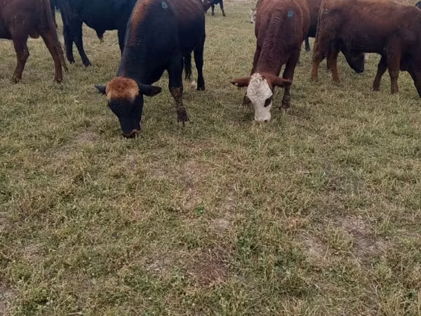 सांड, Swiss cattle
