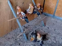 Bantam — photo 2