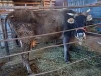 بقرة, Russian Black pied cattle — الصورة 1