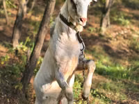 Țap, Nubian Goat — foto 3
