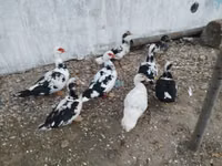 Ducks — foto 7