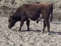 Bull, Kazakh White-headed cow — photo 6