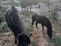 Stute, Pferde — Foto 2