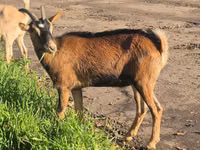 Cabra, Alpine goat — foto 6
