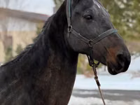 Toychoq, Akhal-Teke — 4-rasm