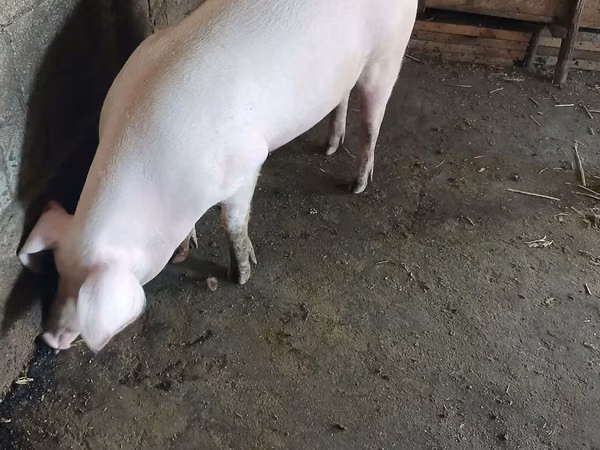 Scroafă, Porci — Republica Moldova