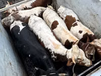 Vacă, Simmental cattle — foto 3