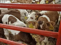 Bovine (lot, sex nespecificat), Simmental cattle — foto 3