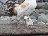 Chickens — 2-rasm