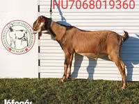 Ziegenbock, Nubian Goat — Foto 7