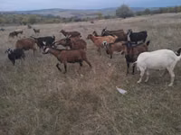 Capră, Capre — foto 3
